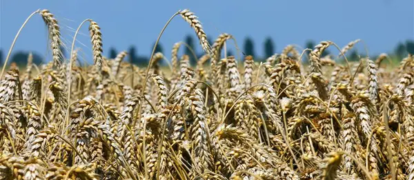 Пшеничное Поле Спелыми Золотыми Ушами Семенами Готовыми Уборке Производства Муки — стоковое фото