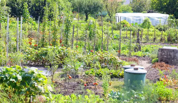 Grands Jardins Urbains Périphérie Ville Avec Des Plants Tomates Autres — Photo