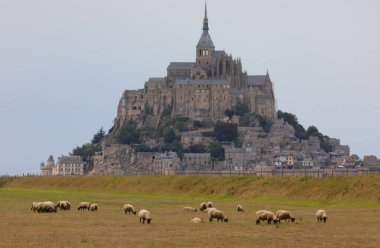 Mont San Michel ve dağın yukarısındaki manastır ve Fransa 'da otlayan koyunlar