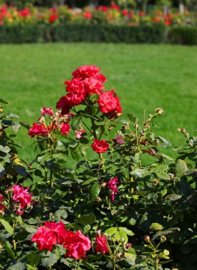 Halk parkındaki gül bahçesinde dikenli büyük güller yazın insanlar olmadan açar.