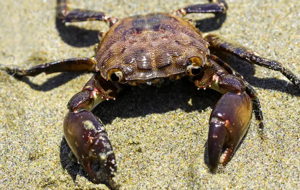 Krabben Mit Großen Krallen Lauern Sand Des Strandes — Stockfoto