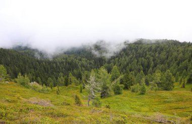 Yazın sonlarında ormandan dağın zirvesine doğru yoğun sis yükseliyor.