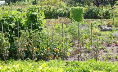 Yaz boyunca domates ve diğer sebzelerle birlikte kentin kenar mahallelerindeki büyük şehir bahçeleri