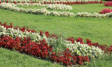 Bahçıvanların beyaz ve kırmızı çiçeklerle iyi baktığı büyük çiçek tarlaları olan bir bahçe.