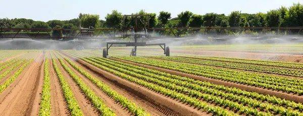 Automatic Drip Irrigation System Quench Fresh Green Lettuce Seedlings Sandy — Stock Photo, Image