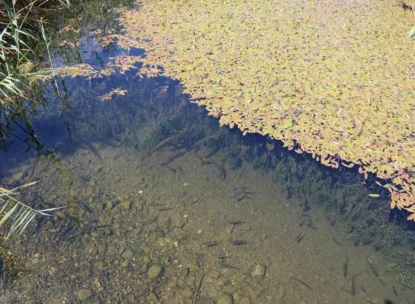 Lagoa Com Juncos Folhas Alguns Peixes Parque Nacional Protegido Áustria — Fotografia de Stock