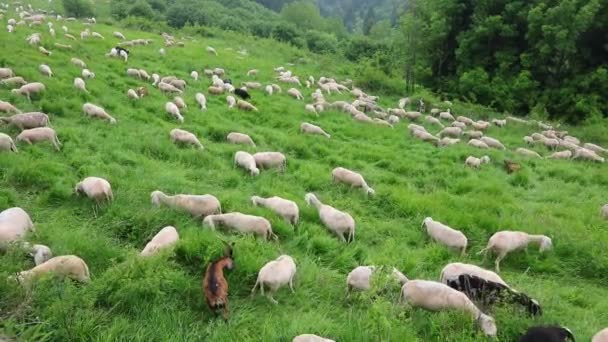 Große Schafherde Weidet Auf Der Weide Den Bergen — Stockvideo