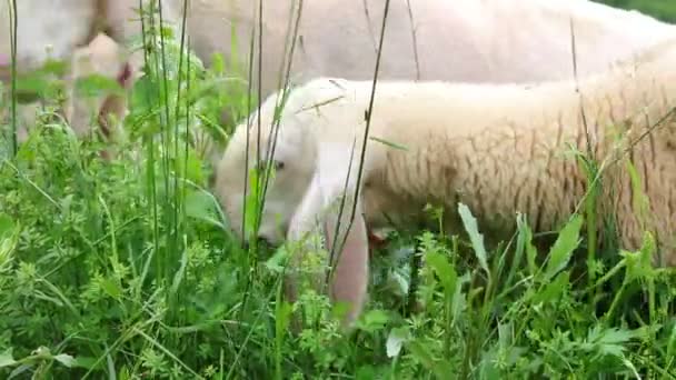 Овцы Белым Шерстью Пасут Траву Лугу — стоковое видео