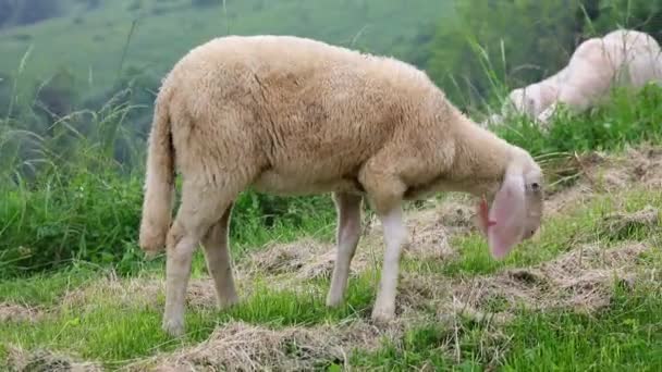 Moutons Avec Laine Polaire Pâturage Herbe Verte Dans Prairie — Video