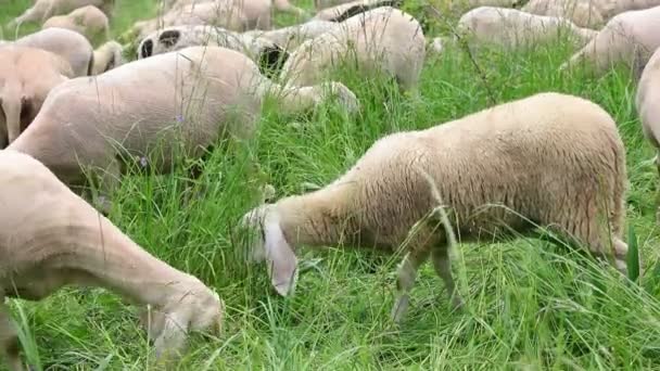 Jeunes Moutons Avec Laine Blanche Polaire Pâturant Herbe Dans Prairie — Video