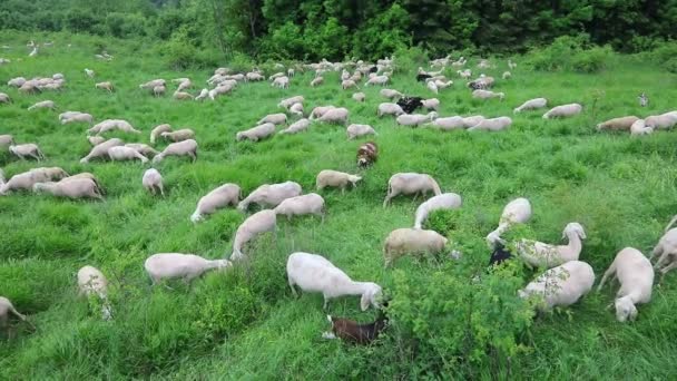 Troupeau Moutons Chèvres Paissant Été Dans Les Montagnes — Video