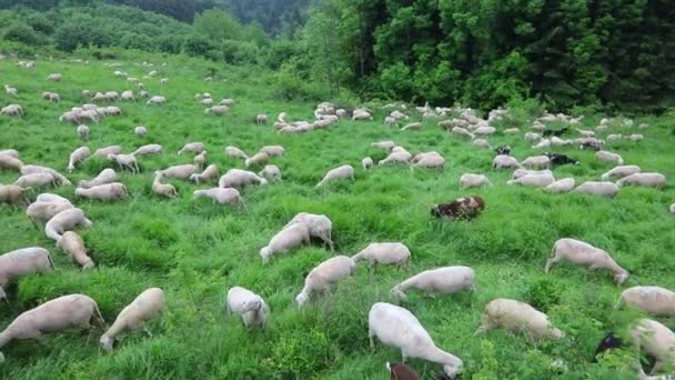 Gran Rebaño Ovejas Cabras Pastando Prado Verano — Vídeo de stock