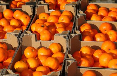 Birçok mandalina ya da mandalina marketteki manavın tezgahında satılıktır.