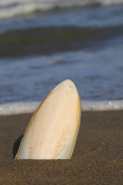 Біла Каракатична Кістка Омита Березі Моря Піщаному Пляжі — стокове фото