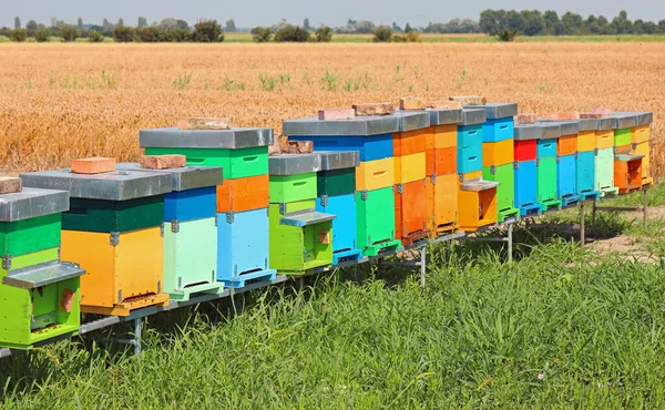 Багато Барвистих Бджолиних Вуликів Збору Меду Полі Сільській Місцевості — стокове фото