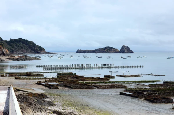 Kuzey Fransa Normandiya Denizi Nde Istiridye Kültürü — Stok fotoğraf