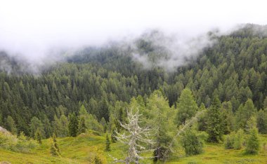 Yoğun ormandan dağın zirvesine doğru yoğun sis yükseliyor.