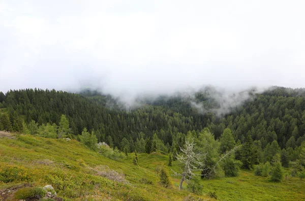 Vista Aérea Del Bosque Con Niebla Blanca Montaña — Foto de Stock