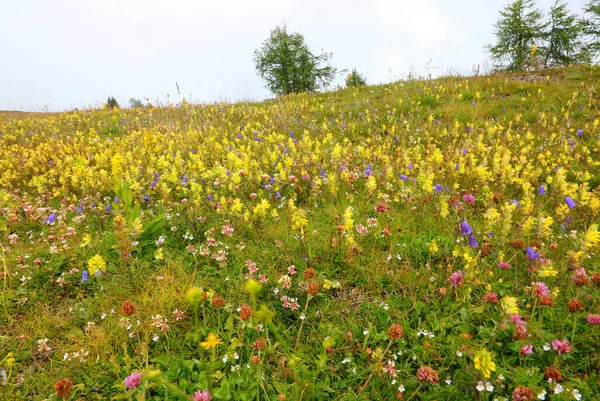 Квіти Альпійської Флори Влітку Лузі Біля Доломітових Гір — стокове фото