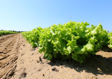 Yaz mevsiminde kumlu zeminde yeşil salata başları olan ekili bir tarlanın manzarası