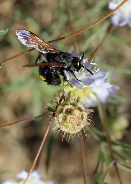 Zeer Gevaarlijk Vliegend Insect Uit Hymenoptera Families Die Geliefd Vespa — Stockfoto