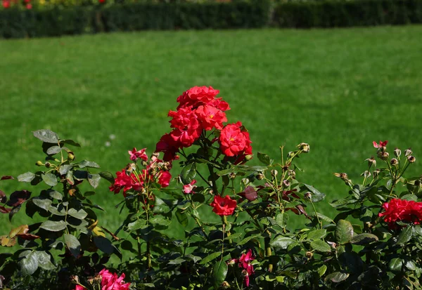 Rozentuin Het Voorjaar Met Veel Rode Rozen Bloeien Tuin Zonder — Stockfoto