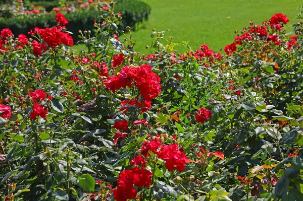 Jardín Rosas Primavera Con Muchas Rosas Rojas Floreciendo Jardín Sin — Foto de Stock
