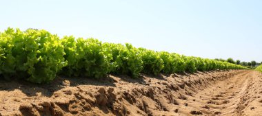 Yazın tarladan yeşil marul yaprakları görünüyor.