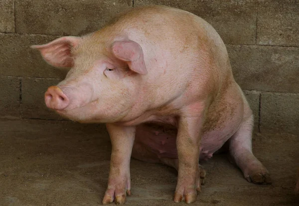 Çiftlikteki domuz ahırında oturan büyük pembe domuz.