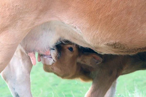 Jong Kalf Zuigen Melk Uit Uiers Van Moeder Koe Die — Stockfoto