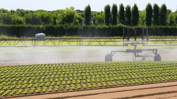 Système Irrigation Industrielle Avec Arrosages Action Été Laitue Fraîche — Photo