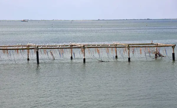 Mar Con Una Infraestructura Madera Para Cultivo Almejas Mejillones Norte — Foto de Stock