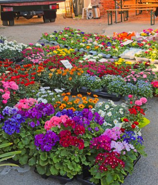 Çiçek saksıları baharda açılır. Sokaktaki yerel pazarda satılığa çıkar.