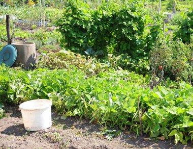 Şehrin kenar mahallelerindeki bereketli Şehir Bahçeleri 'nde aile tarafından tüketilecek sebze ve meyvelerin yetiştirildiği evlerin yakınında.