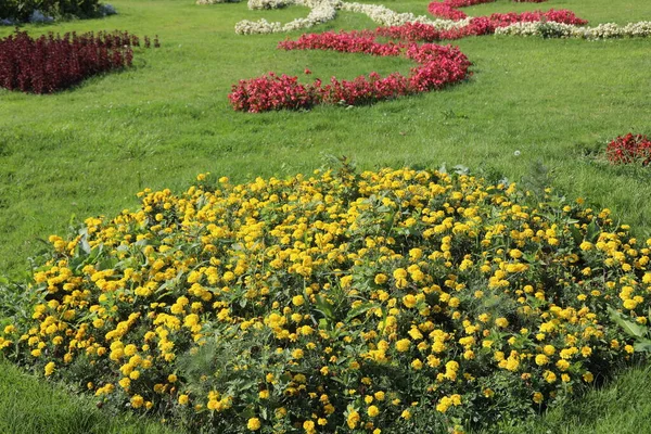 Jardins Flores Bem Cuidados Muito Bem Pelo Jardineiro Com Várias — Fotografia de Stock