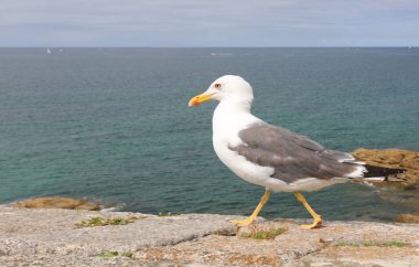 Beyaz başlı martı kalenin duvarlarını tırmalıyor.