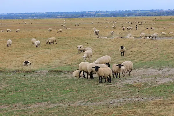 Stádo Ovcí Druhu Suffolk Lidových Pastvinách Severní Francii Normandie — Stock fotografie