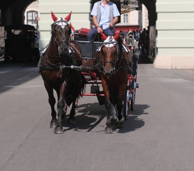 İki at arabayı çeker ve turist taşıyan arabacı yazın şehir sokaklarında dolaşır.