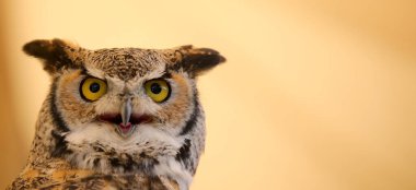Avrasya kartal baykuşu, Avrasya 'da yaşayan Bubo Bubo baykuşu türüne verilen isimdir.