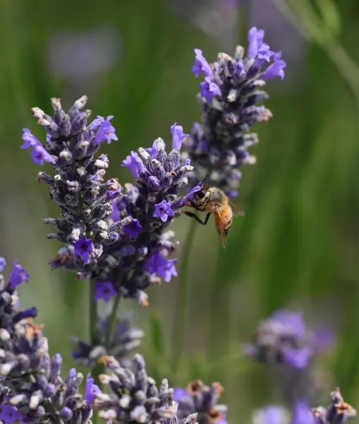 bee sucking pollen from fragrant lavender flowers in order to produce honey