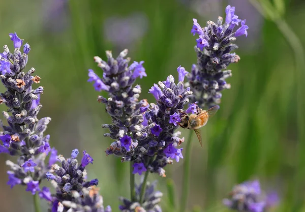 bee sucking pollen from fragrant lavender flowers in order to produce honey and pollinate other plants