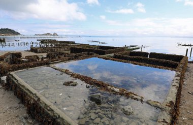 Deniz kenarında istiridye yetiştirmek için büyük sanayi tankları
