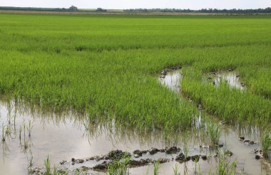 Yaz boyunca fidanlıklarda pirinç fidanlarıyla dolu bataklık bir tarla.