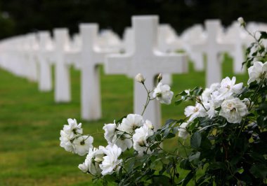 Colleville-sur-Mer, FRA, Fransa - 21 Ağustos 2022: Amerikan Askeri Mezarlığı ve askerlerin ve beyaz güllerin mezarlarında birçok haç