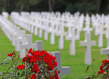 Colleville-sur-Mer, FRA, Fransa - 21 Ağustos 2022: Amerikan askeri mezarlığındaki kırmızı güller ve askerlerin mezarlarında birçok beyaz haç