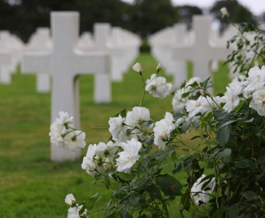 Colleville-sur-Mer, FRA, Fransa - 21 Ağustos 2022: Beyaz güller ve askerlerin mezarlarında birçok beyaz haç bulunan Amerikan Askeri Mezarlığı