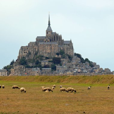 Kuzey Fransa 'daki Mont Saint Michel manastırında otlayan siyah başlı Suffolk koyunu.