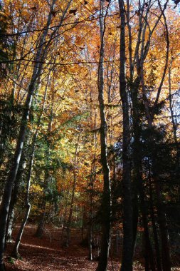 Sonbahar ormanının ortasında sarı-turuncu yapraklarla kaplı bir patika.
