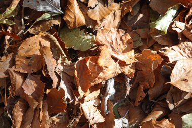 Bu bir sınav. Kelebeği sonbaharda kuru yaprakların arasında kamufle olmuş olarak bulabilirsiniz.