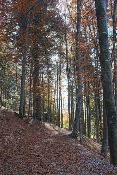 Sonbaharda ormanın ortasında kuru yapraklarla kaplı bir patika.